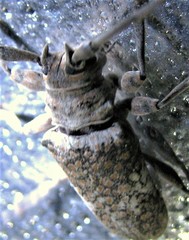 Lochmaeocles tessellatus