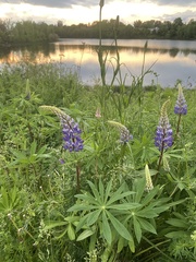 Lupinus polyphyllus