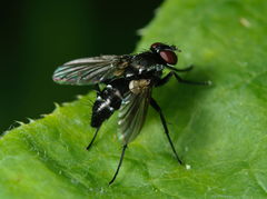 Gastrolepta anthracina