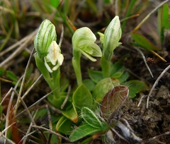 Pterostylis tanypoda