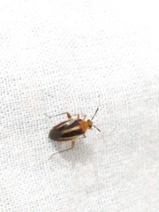 Horciasinus signoreti