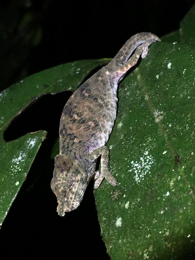 Deceptive Chameleon
