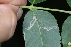 Stigmella longisacca