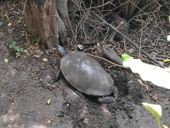 Trachemys grayi grayi
