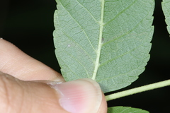 Stigmella longisacca
