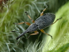 Pseudapion moschatae
