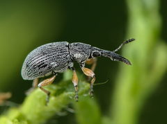 Pseudapion moschatae