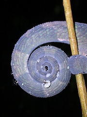 Calumma oshaughnessyi