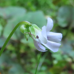 Viola arcuata