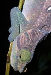 Calumma oshaughnessyi