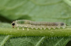 Macrophya alboannulata