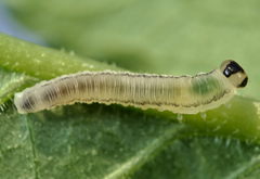 Macrophya alboannulata