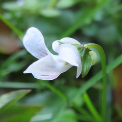 Viola arcuata