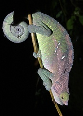 Calumma oshaughnessyi