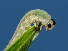 Macrophya alboannulata