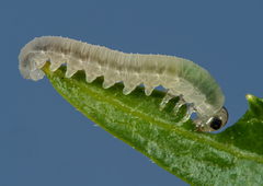 Macrophya alboannulata