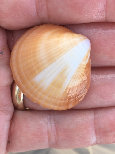 Spectral Bittersweet Clam
