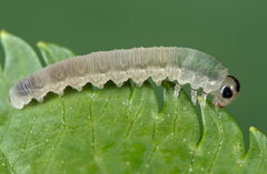 Macrophya alboannulata