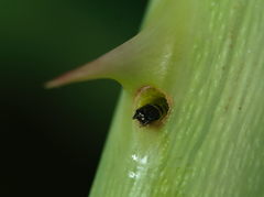 Cladardis elongatula