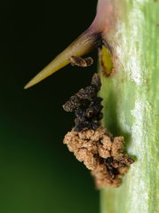 Cladardis elongatula