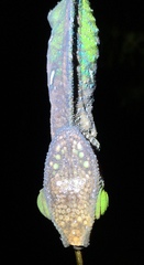 Calumma oshaughnessyi