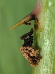 Cladardis elongatula