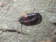 Mycetochara binotata