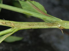 Cladardis elongatula