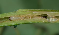 Cladardis elongatula
