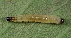 Cladardis elongatula