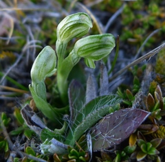 Pterostylis tanypoda