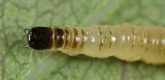 Cladardis elongatula