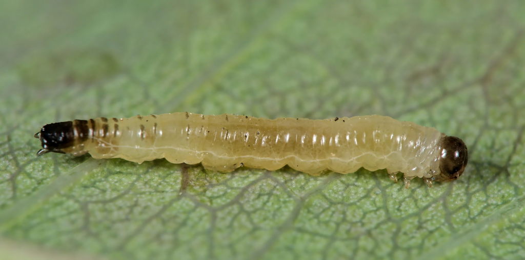 Elongate Rose-wilt Sawfly