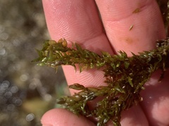 Fontinalis hypnoides