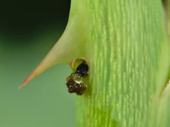 Cladardis elongatula