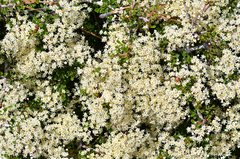 Ceanothus arcuatus