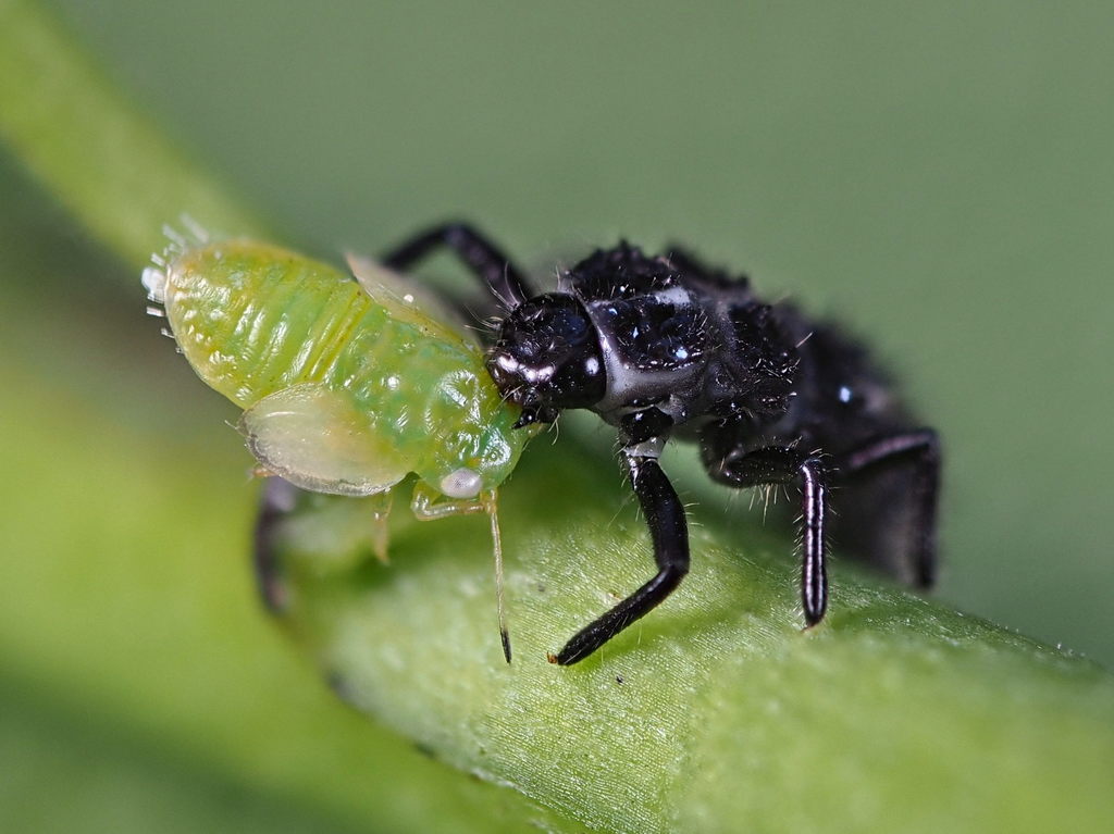 Cacopsylla rhamnicola