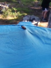 Pseudanostirus tigrinus