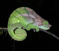 Calumma oshaughnessyi