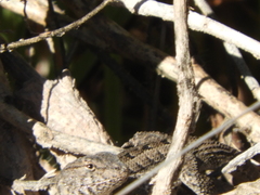 Liolaemus wiegmannii