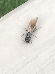 Camponotus novaeboracensis