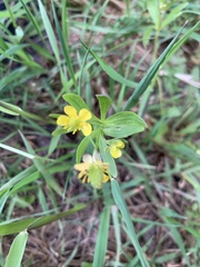 Ranunculus inamoenus