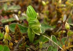 Pterostylis tanypoda