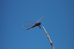 Tramea cophysa