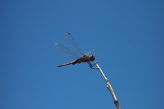 Tramea cophysa
