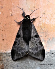Dysschema subapicalis