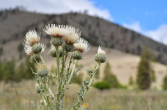 Cirsium cymosum