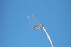 Tramea cophysa