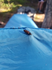 Pseudanostirus tigrinus