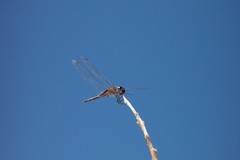 Tramea cophysa